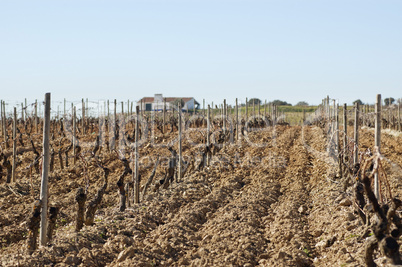 Vineyards in winter