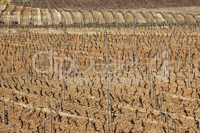 Vineyards in winter