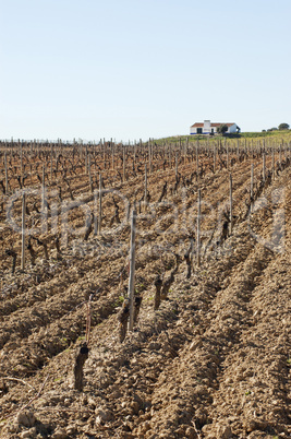 Vineyards in winter