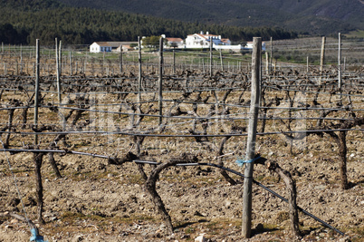 Vineyards in winter