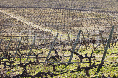 Vineyards in winter