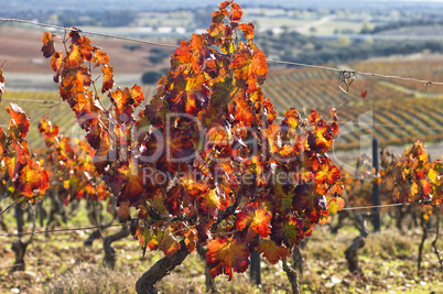 Vineyards in the fall