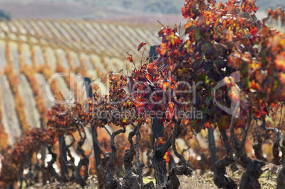 Vineyards in the fall