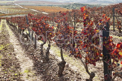 Vineyards in the fall