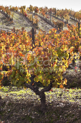 Vineyards in the fall