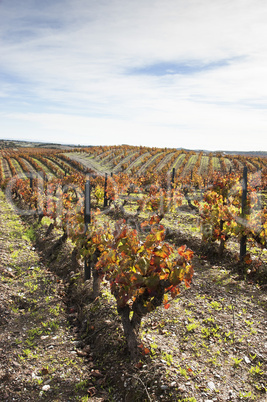 Vineyards in the fall