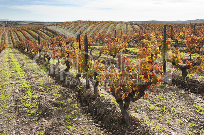 Vineyards in the fall