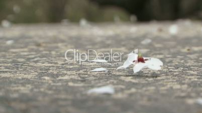 Flowers scattered on the road