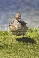 The Duck - Female