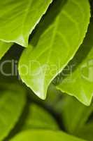 Nature Background - Green leaves 04