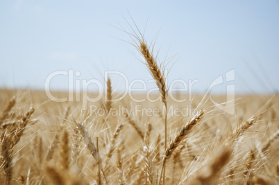 Wheat field