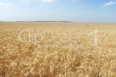 Wheat field