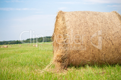 Hay