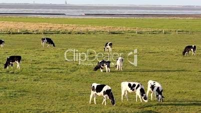 cows on a polder