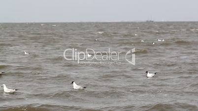 black headed gulls