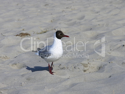 Möwe / Gull