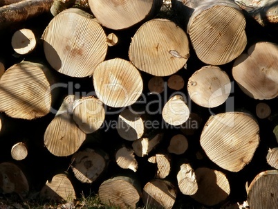 Baumstämme / Tree trunks