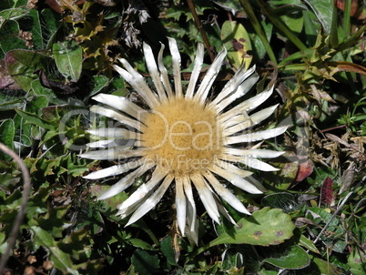 Silberdistel / silver thistle