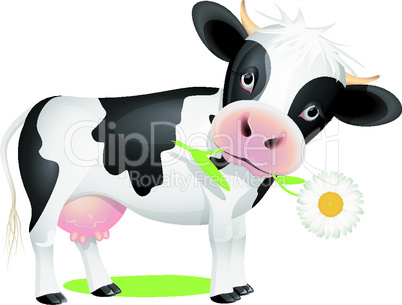 Little cow eating daisy