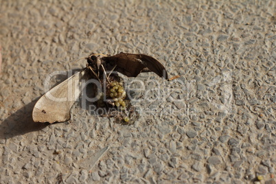 Ants Eating Dead Moth