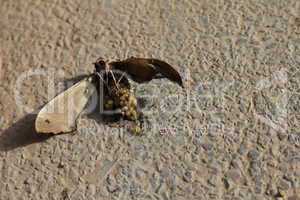 Ants Eating Dead Moth