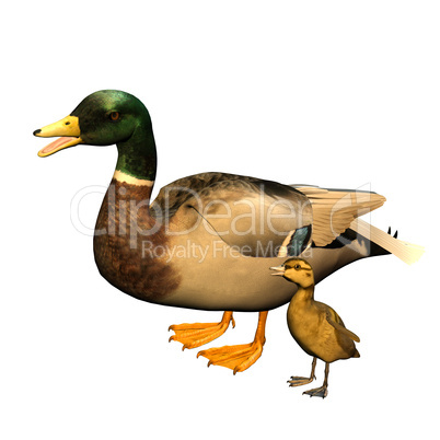 Ente mit Küken