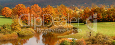 Autumn coloured trees