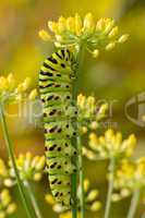 Old World Swallowtail caterpillar