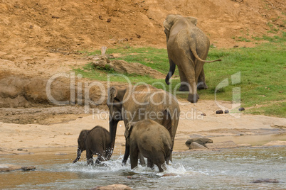 Elephant family