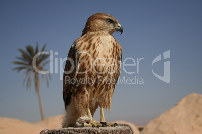 Falcon portrait I