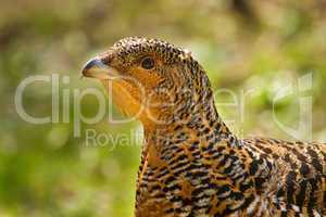 Wood Grouse - Tetrao urogallus