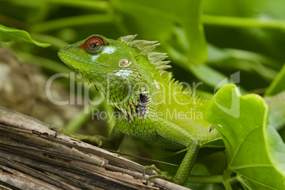 Male green garden lizard (Calotes calotes)