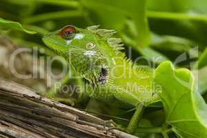 Male green garden lizard (Calotes calotes)
