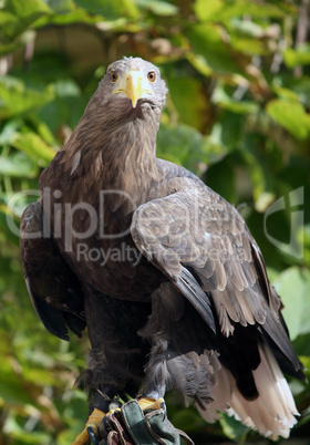 Brown eagle