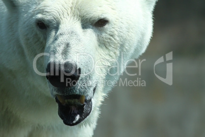 Eisbär