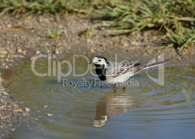 White Wagtail (Motacilla alba)