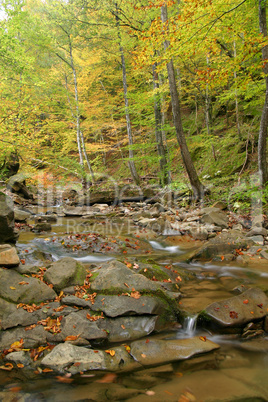 Forest spring