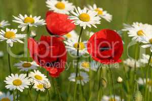 Poppy and daisies