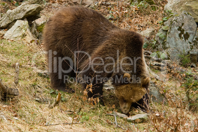 Brown Bear