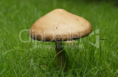 wiesenchampignon