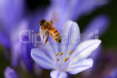 agapanthus africanus