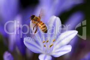 agapanthus africanus