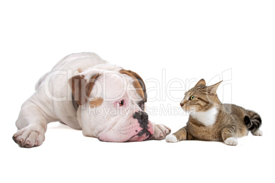 Dog and cat