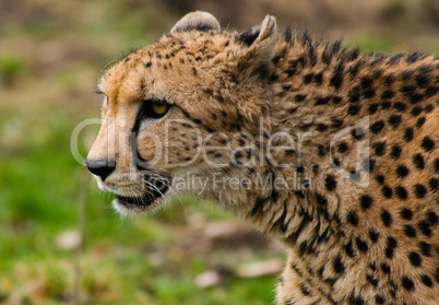 Gepard