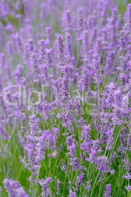 Lavendel auf dem Feld in der Blüte