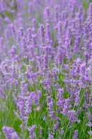 Lavendel auf dem Feld in der Blüte