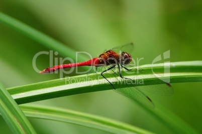 Rote Heide Libelle auf einem Grashalm im Grünen