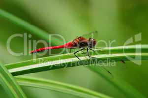 Rote Heide Libelle auf einem Grashalm im Grünen