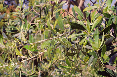 Olivenbaum Bluete - olive tree blossom 03