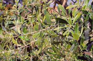 Olivenbaum Bluete - olive tree blossom 03